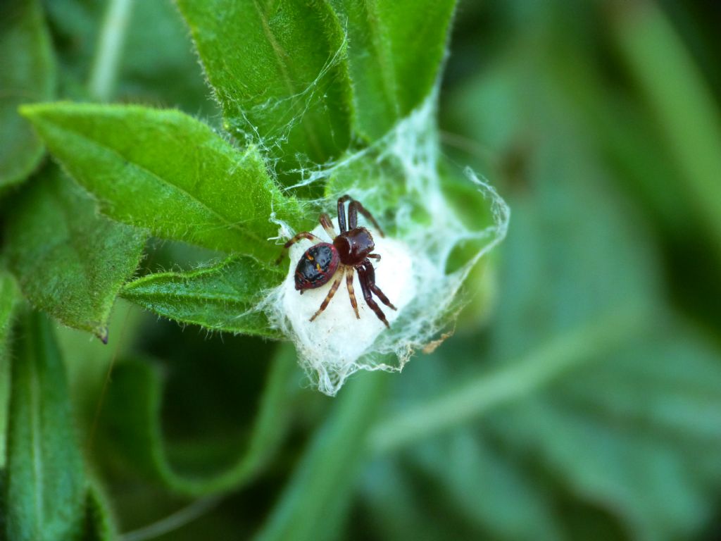 Synema globosum a guardia dell''ovisacco - Santa Teresa Gallura (OT)